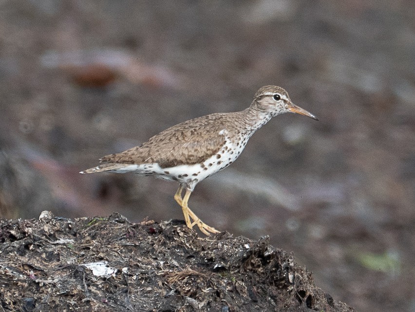 Spotted Sandpiper - Niall Doherty
