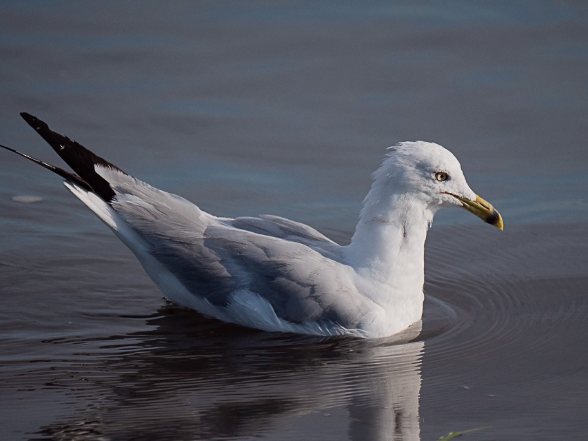 Ring-billed Gull - ML250820301
