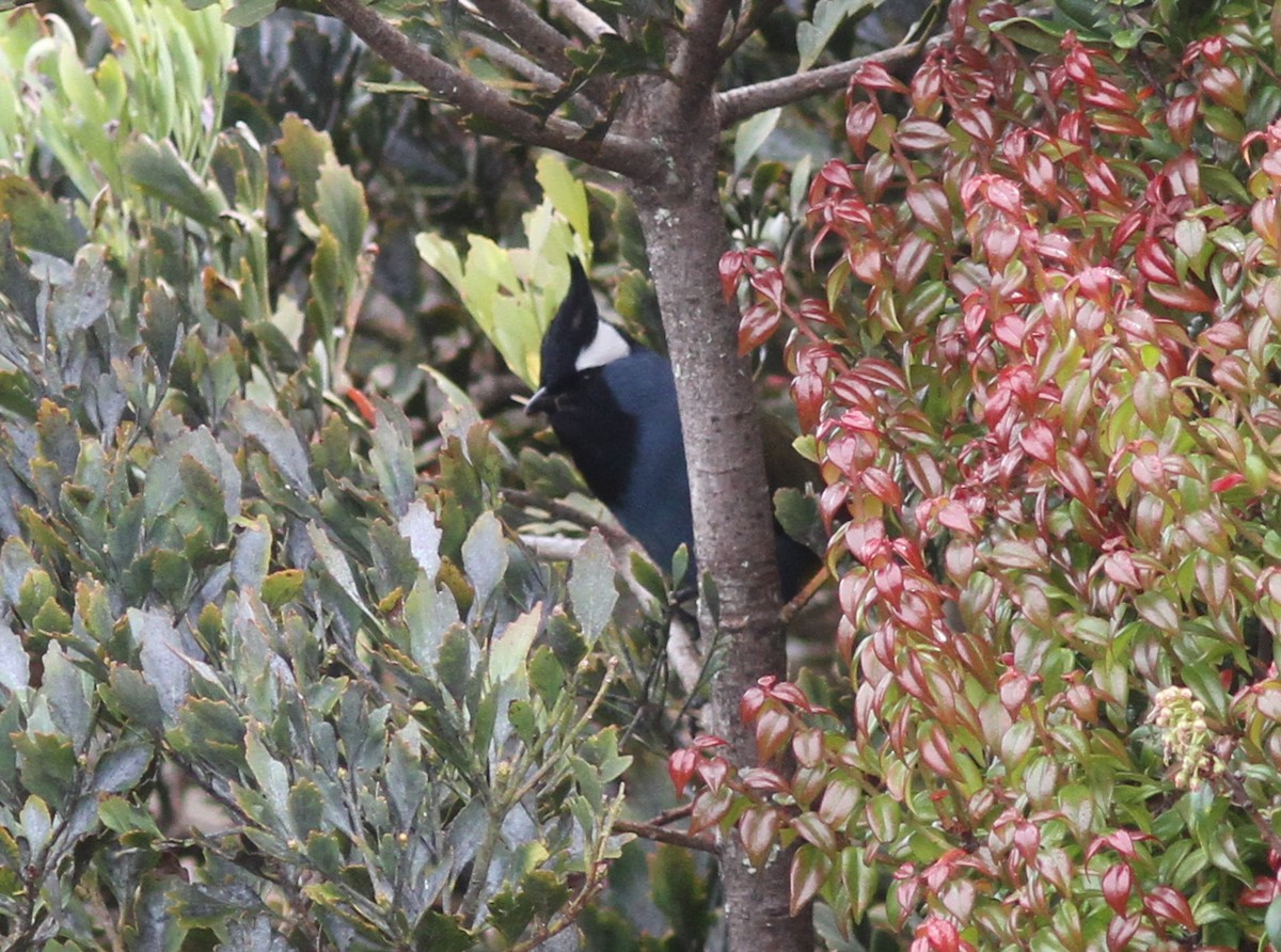 Western Crested Berrypecker - ML250821031