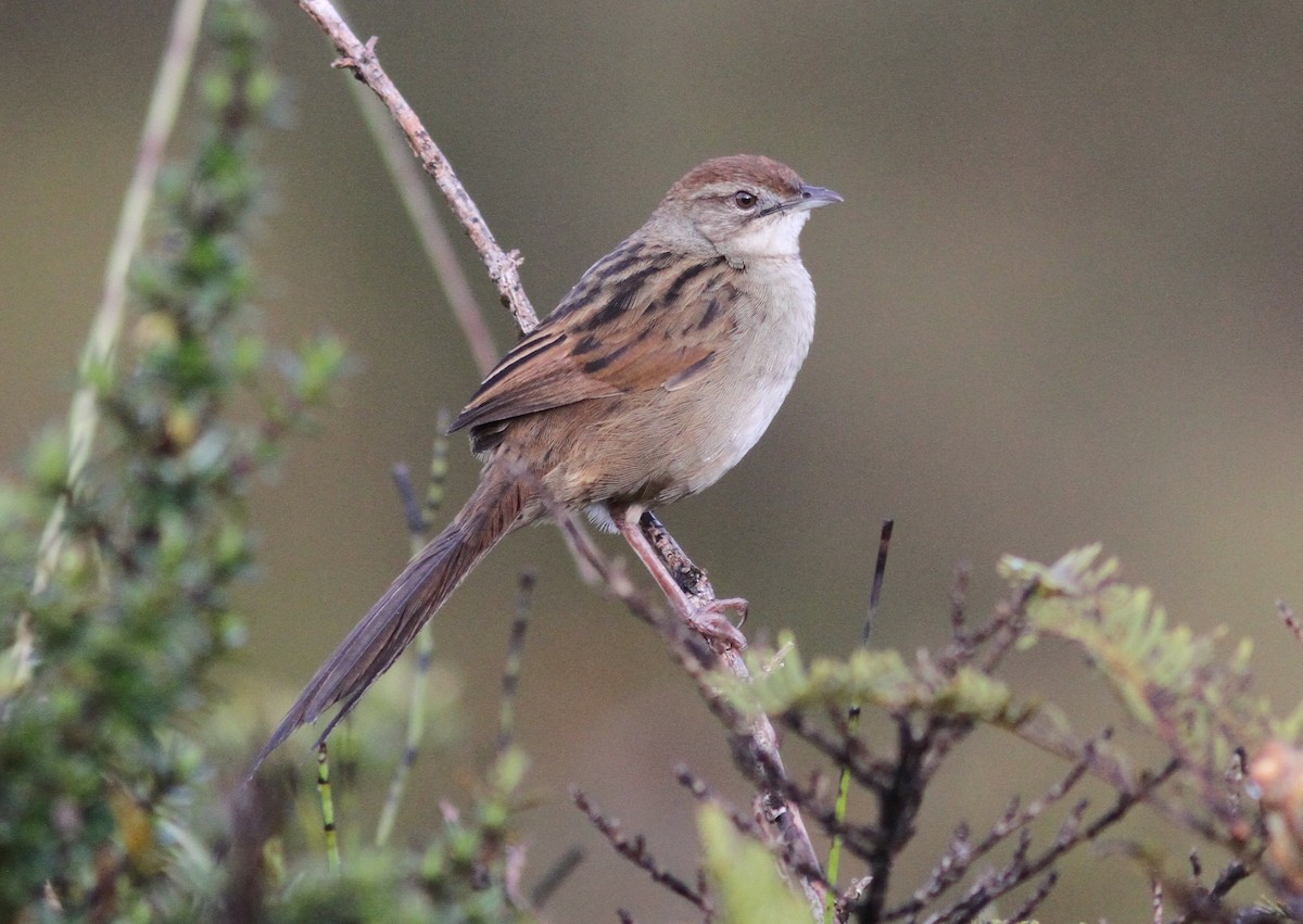 Papuan Grassbird - Stephan Lorenz