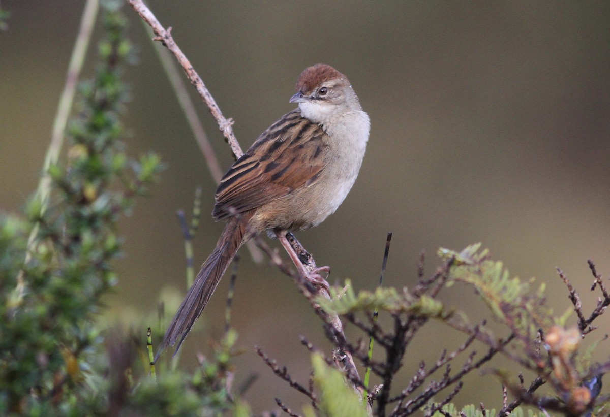 Papuan Grassbird - Stephan Lorenz