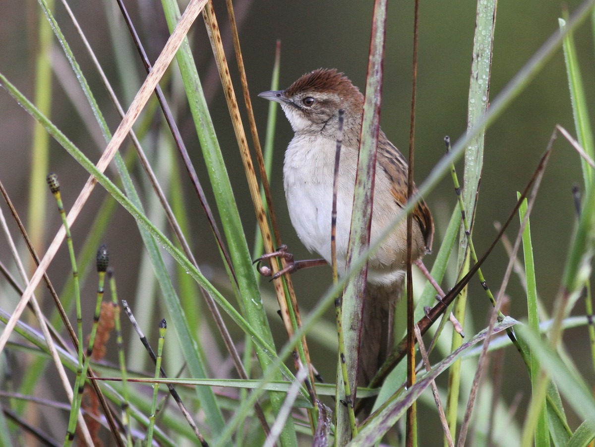 Papuan Grassbird - Stephan Lorenz