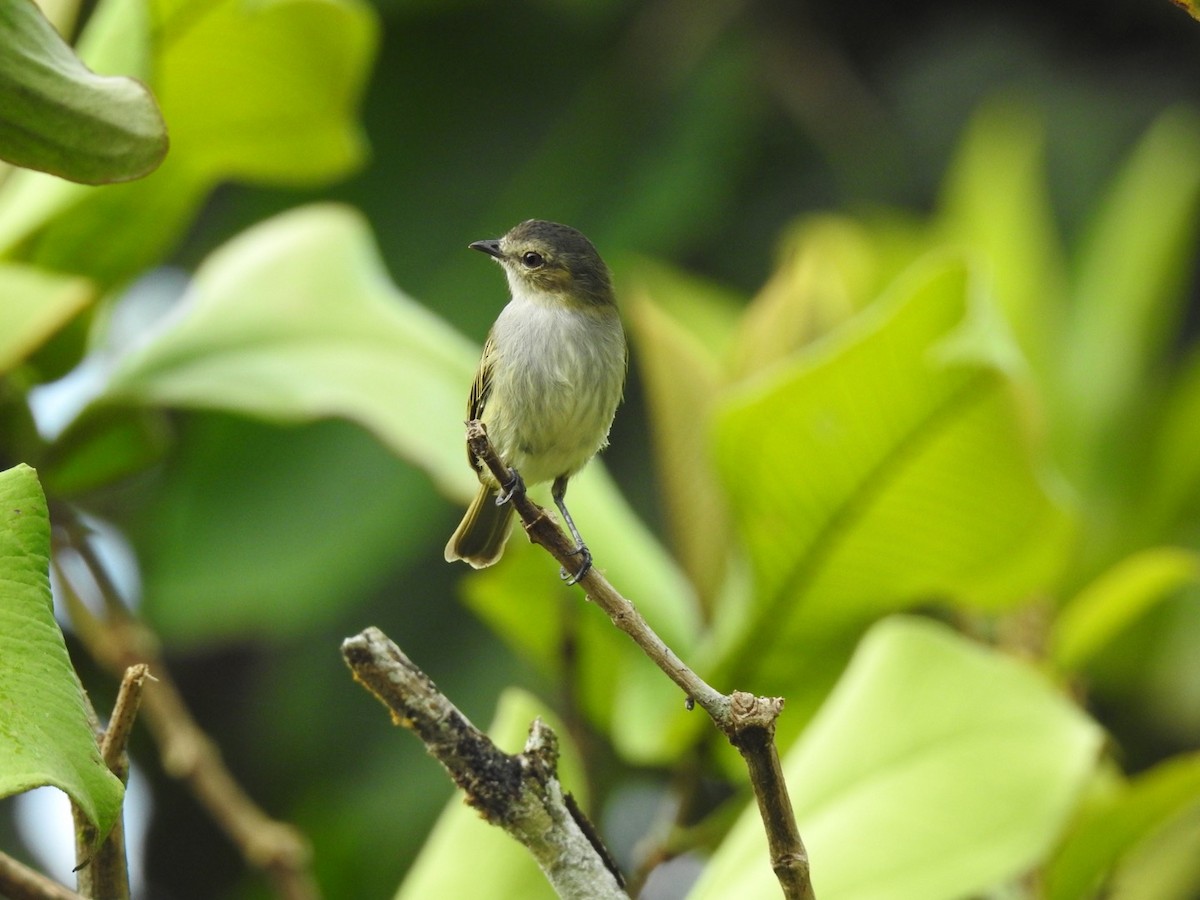 Mistletoe Tyrannulet - ML250822611