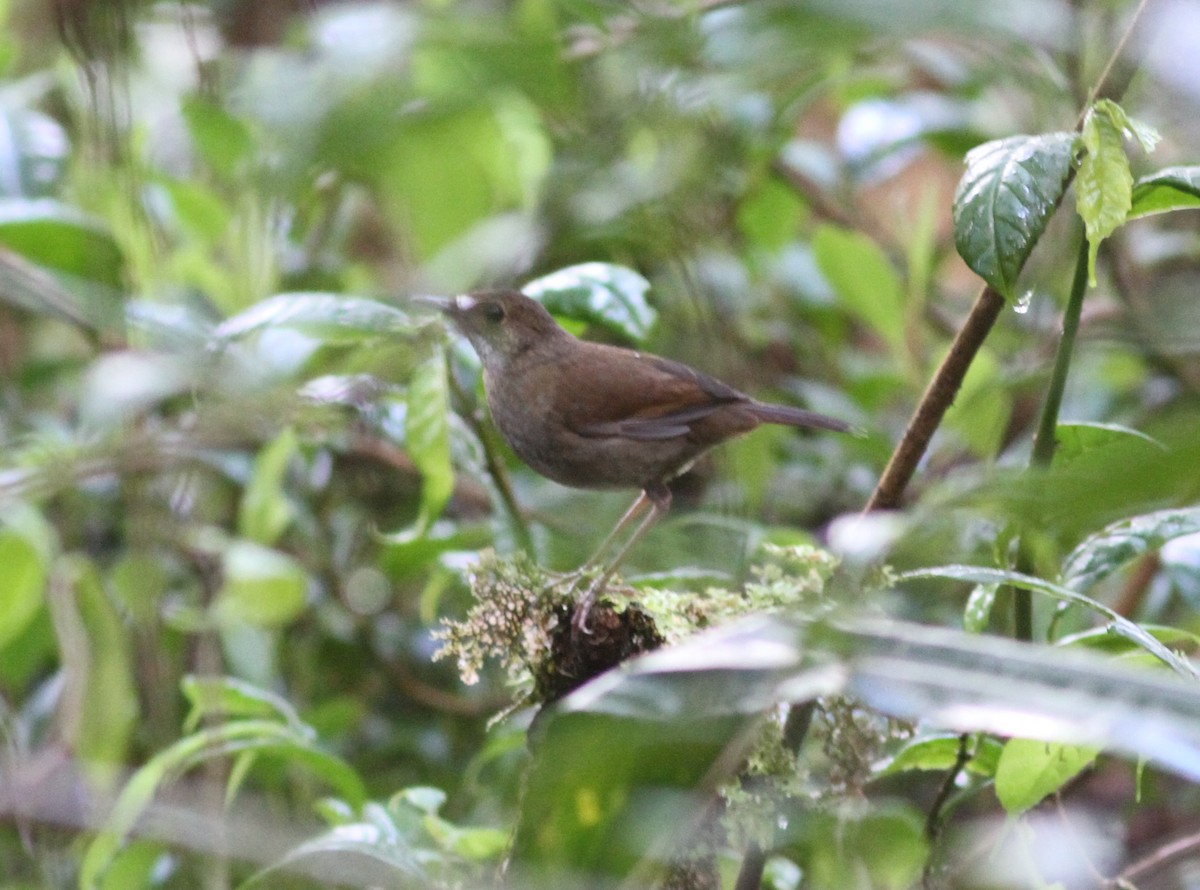 Lesser Ground-Robin - ML250823831