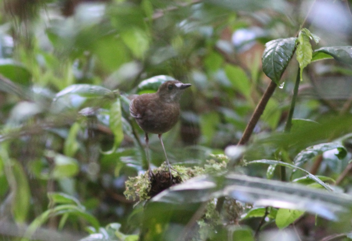 Lesser Ground-Robin - ML250823841