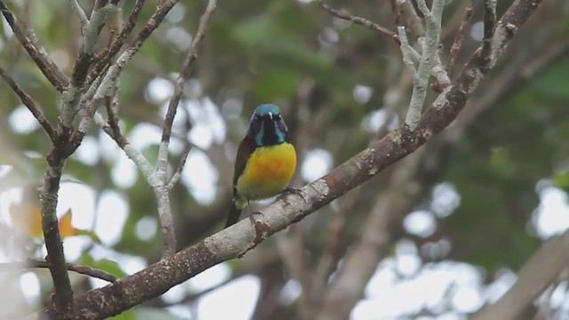 Green-tailed Sunbird (Green-tailed) - ML250824631