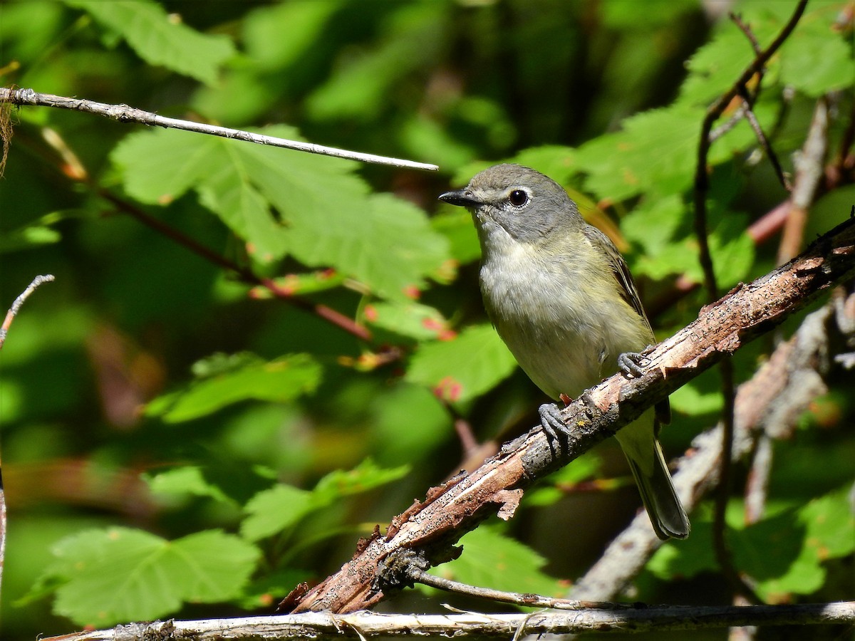 Cassin's Vireo - ML250825041