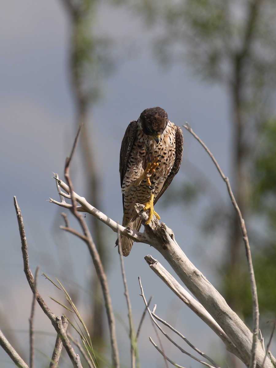 Halcón Peregrino - ML250825241