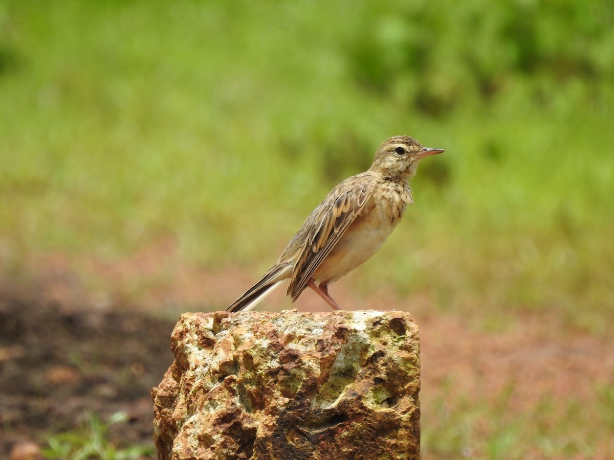 Paddyfield Pipit - ML250825281