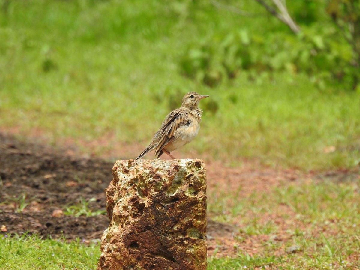 Paddyfield Pipit - ML250825311