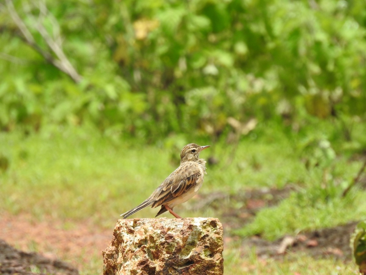 Paddyfield Pipit - ML250825371