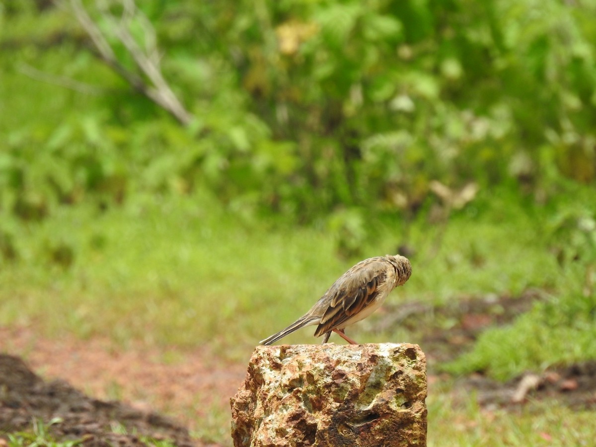 Paddyfield Pipit - ML250825401