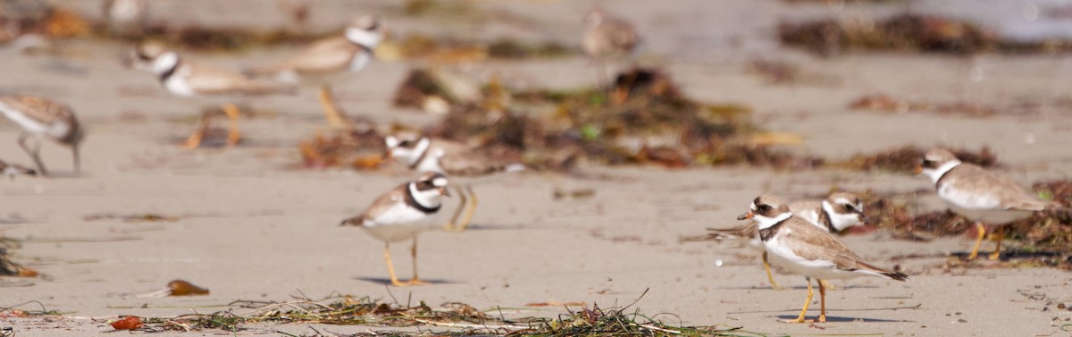 Semipalmated Plover - ML250826641