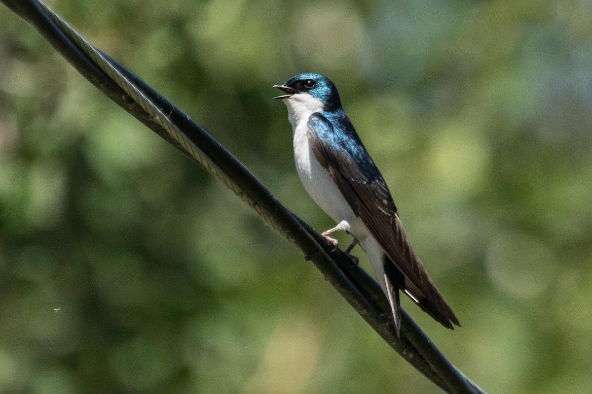 Tree Swallow - Eric VanderWerf