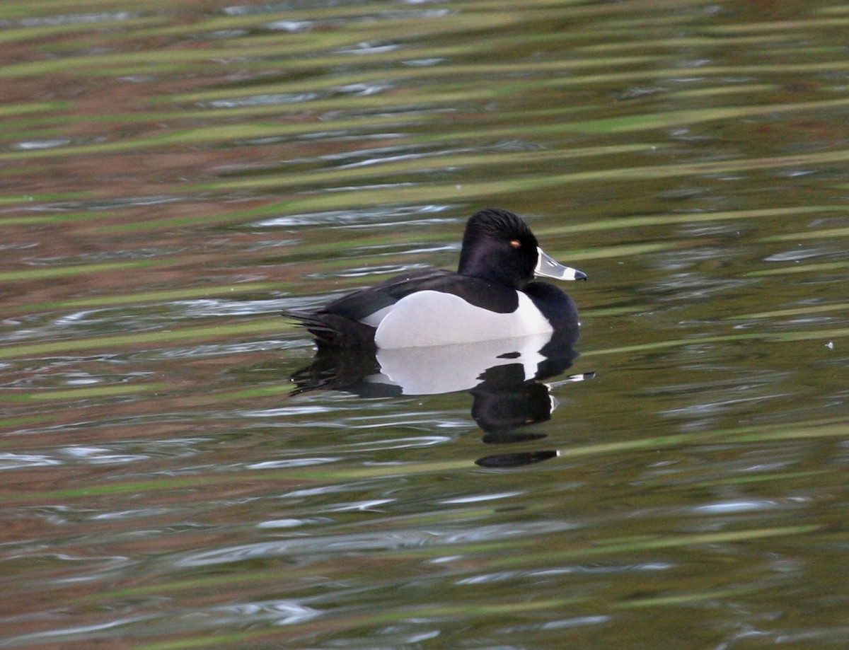 Ring-necked Duck - ML25082821