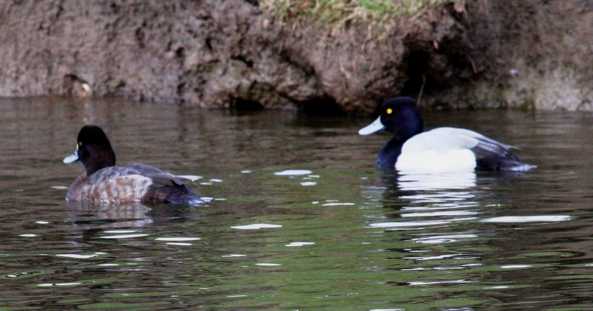 Lesser Scaup - ML25082871