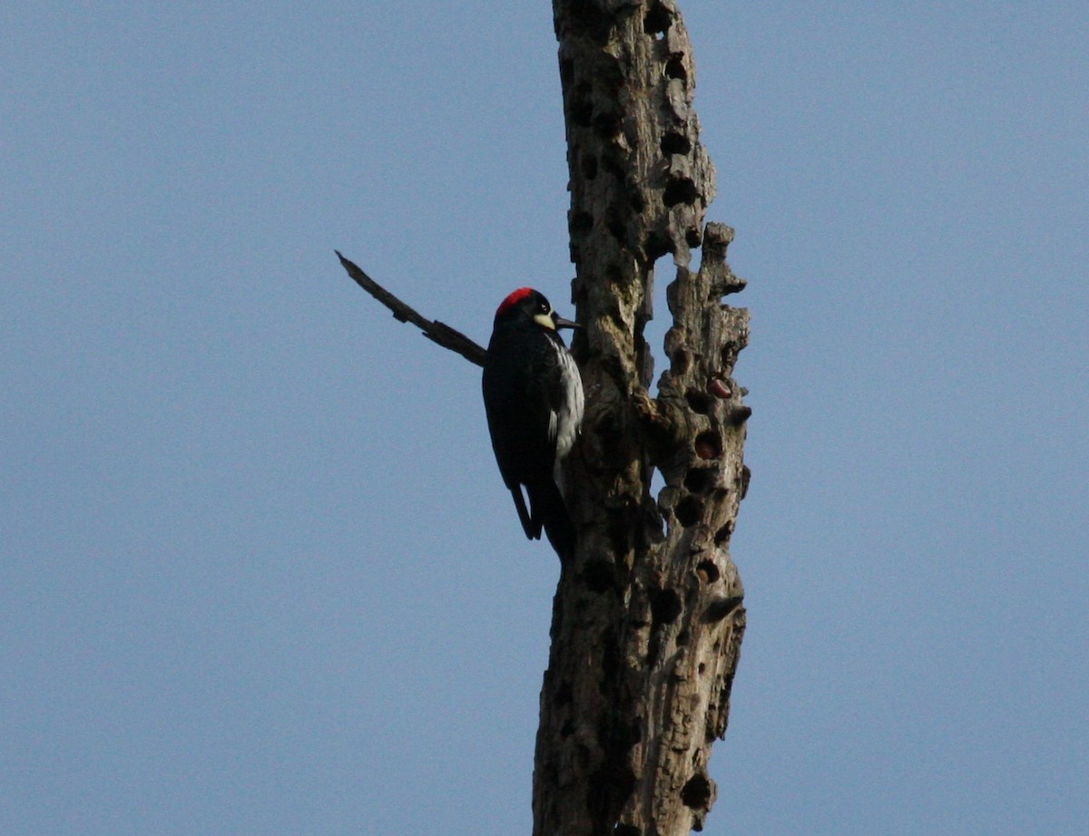 Acorn Woodpecker - ML25082891