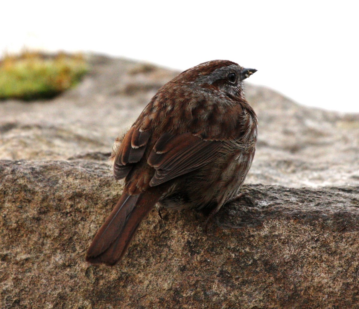 Song Sparrow - ML25083021