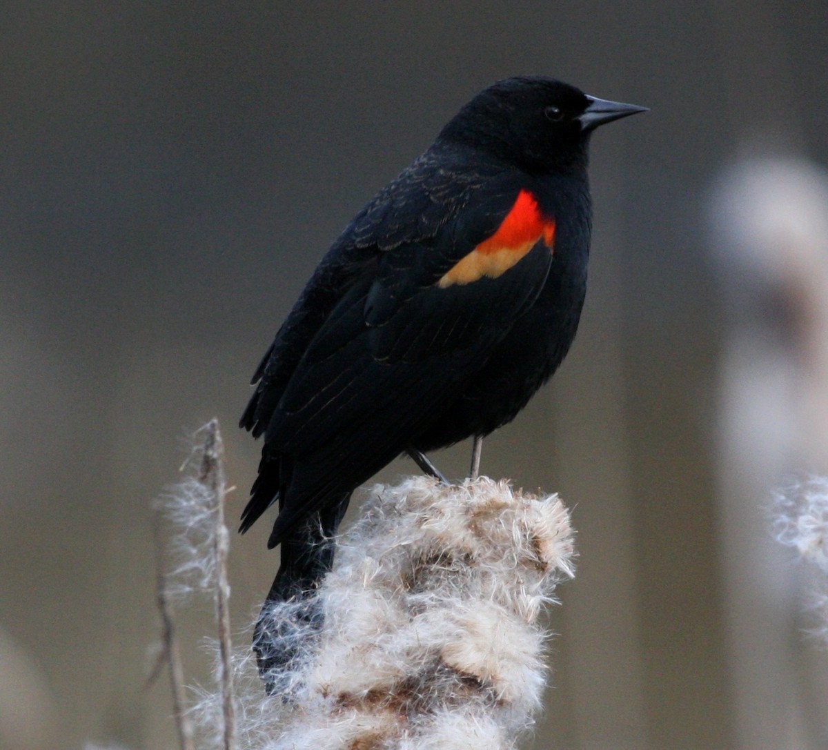 Red-winged Blackbird - ML25083041
