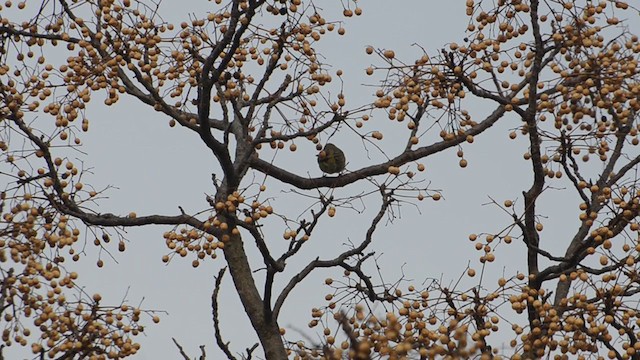 Hepatic Tanager - ML250830841