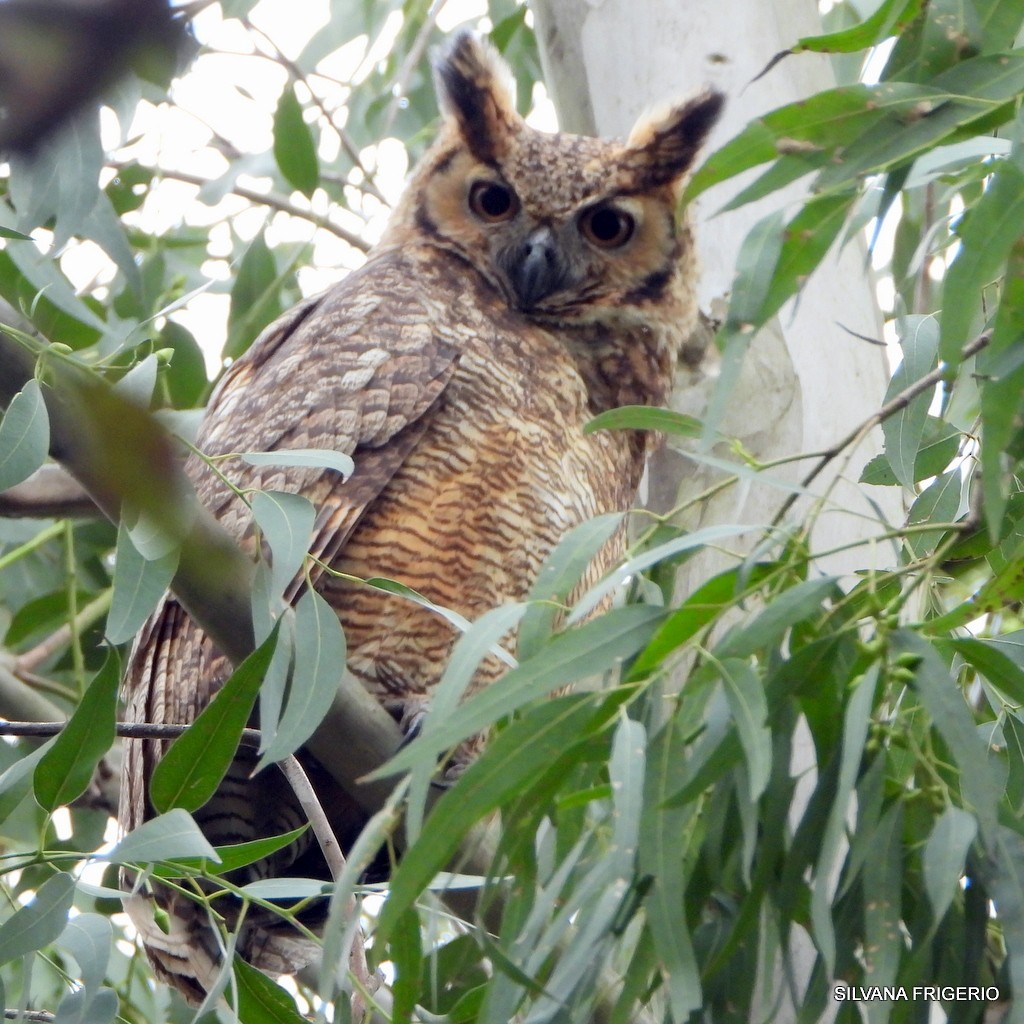 Great Horned Owl - ML250831021