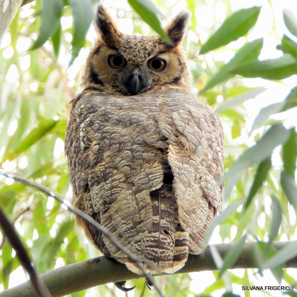 Great Horned Owl - ML250831051