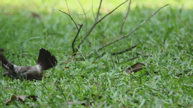 Bulbul Ventridorado - ML250831261