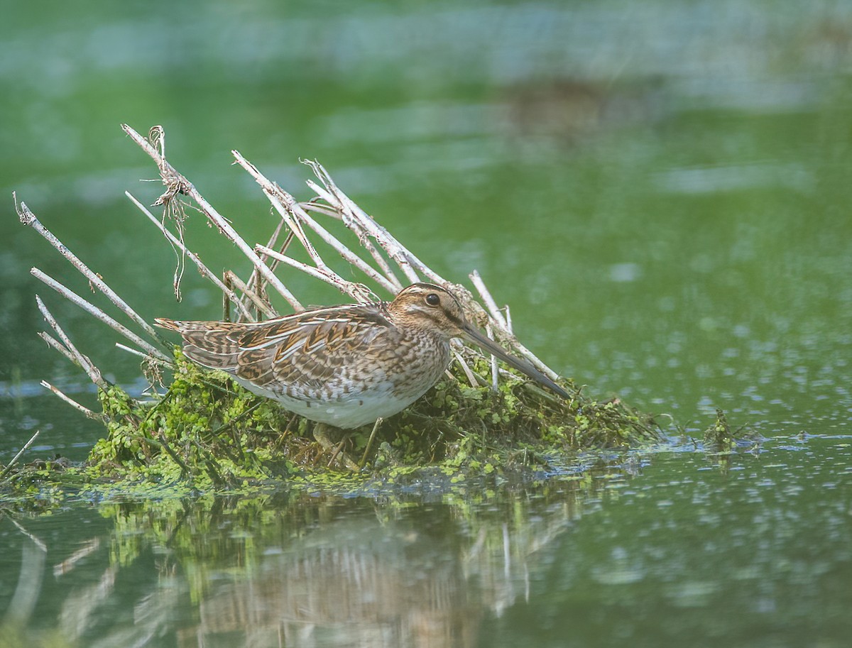 Common Snipe - Hong Wang