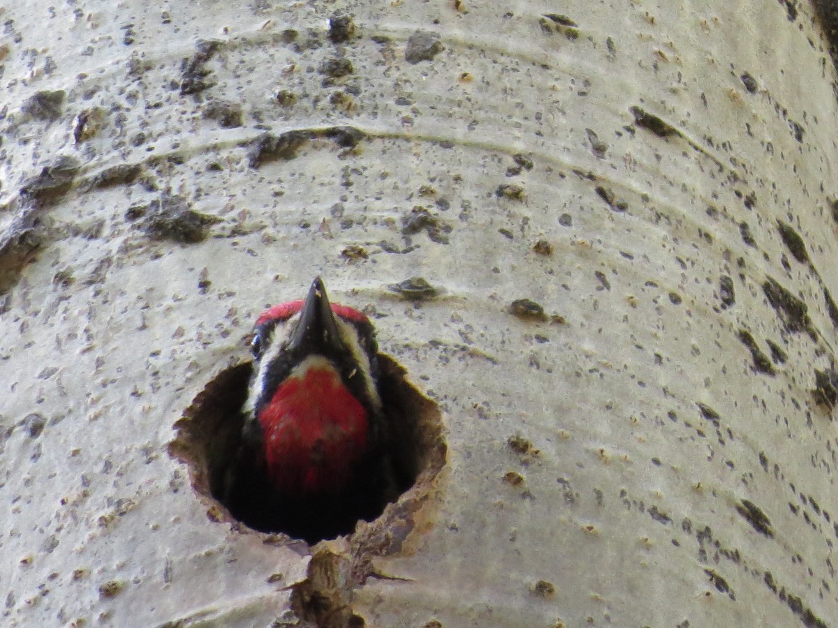 Red-naped Sapsucker - ML250833081