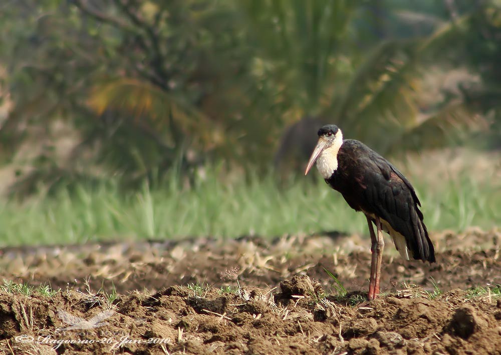 Asian Woolly-necked Stork - ML250833491
