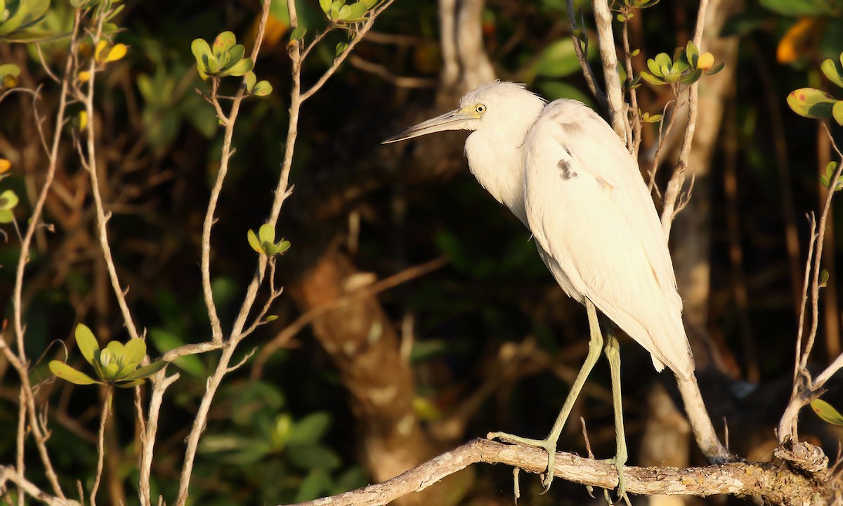 Little Blue Heron - Adrián Braidotti