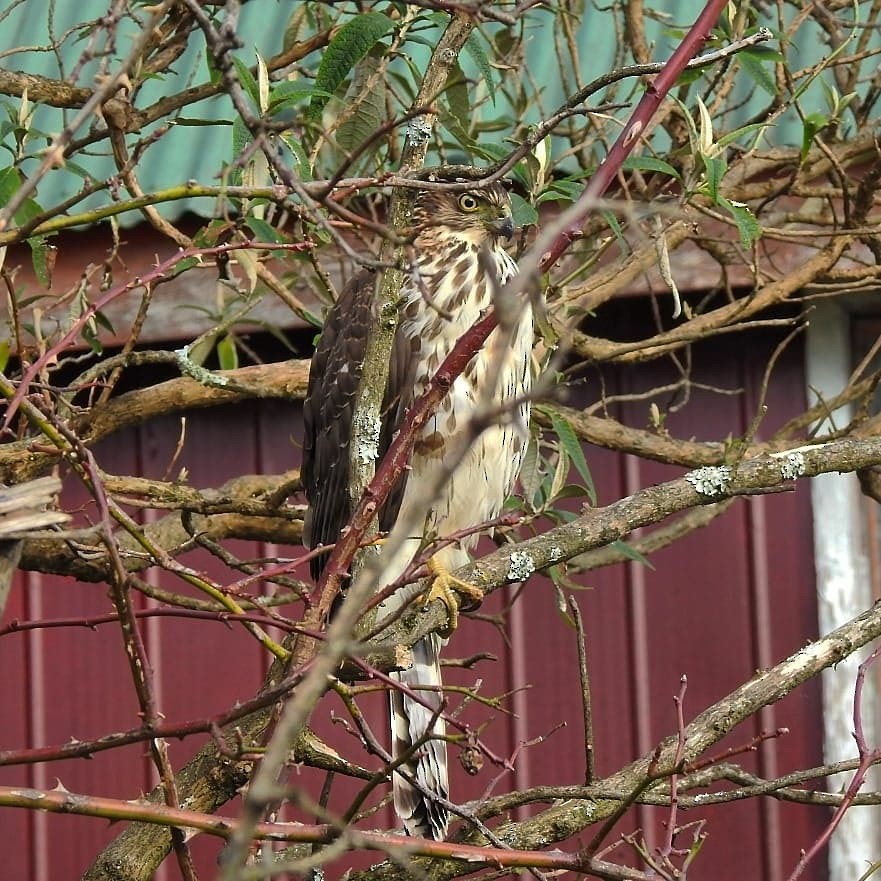 Chilean Hawk - ML250837011