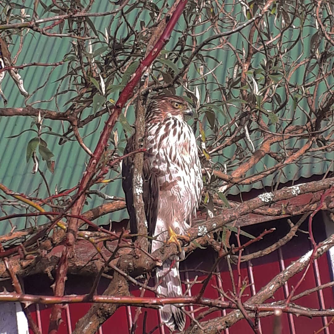 Chilean Hawk - ML250837051