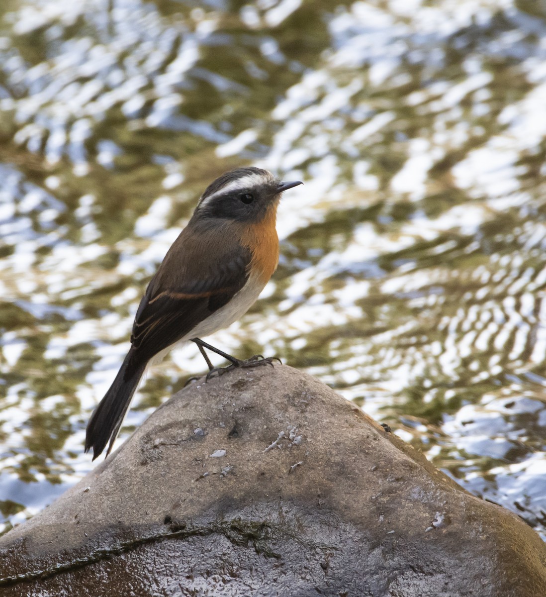 Rufous-breasted Chat-Tyrant - ML250837261