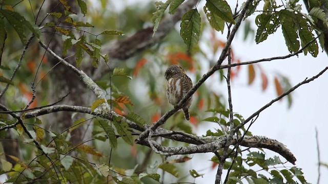 Collared Owlet - ML250837411