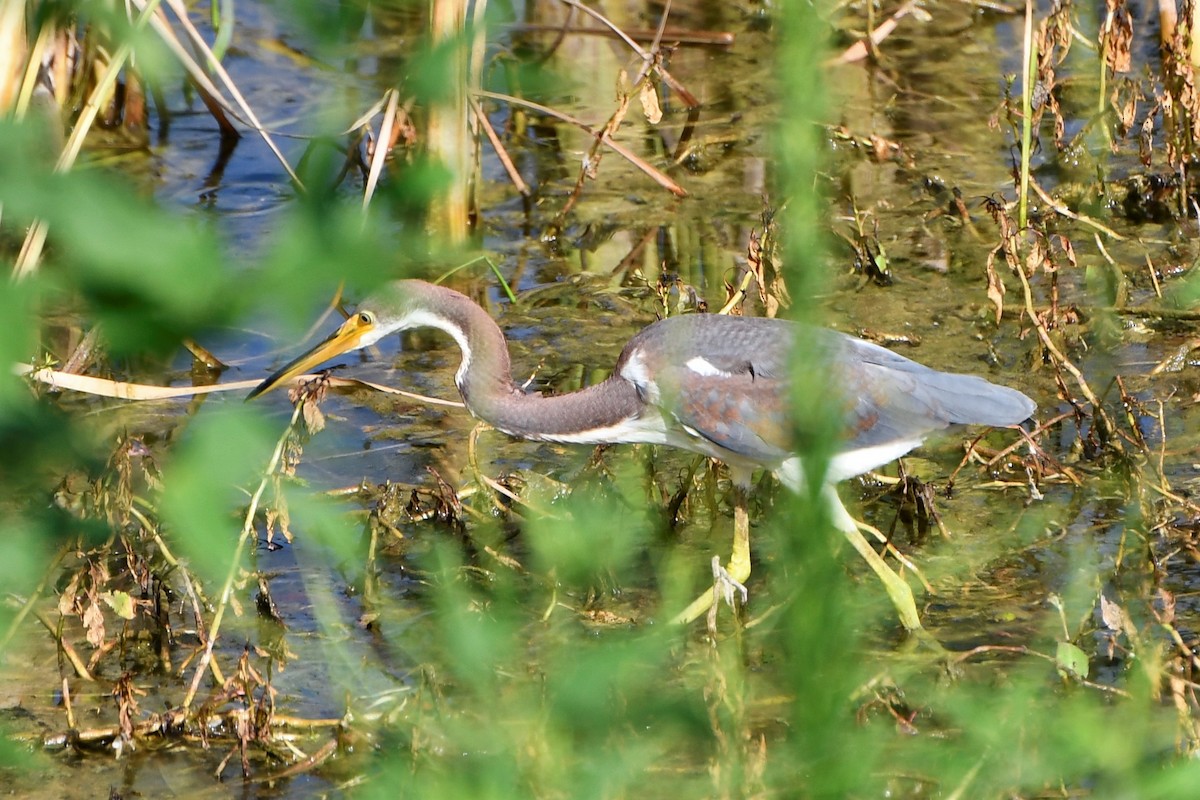 Tricolored Heron - Nate Badger