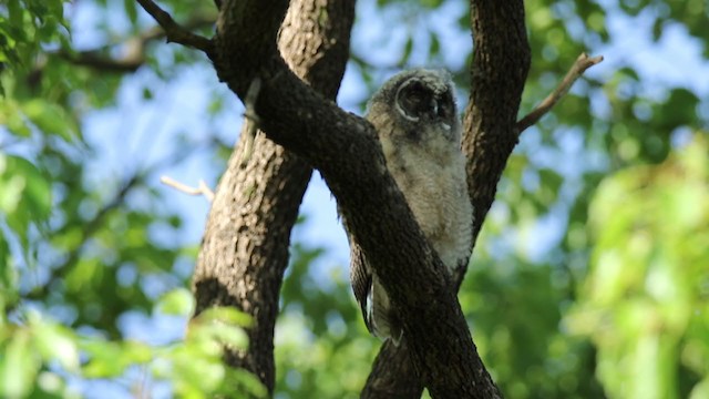 Long-eared Owl - ML250839251