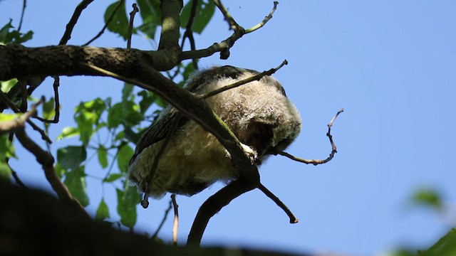 Long-eared Owl - ML250839271