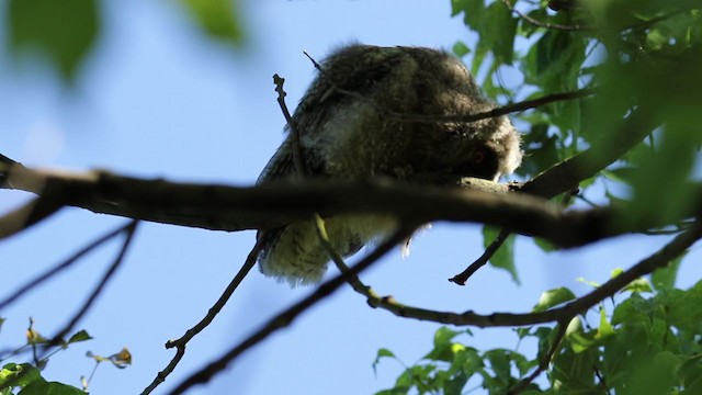 Long-eared Owl - ML250839321