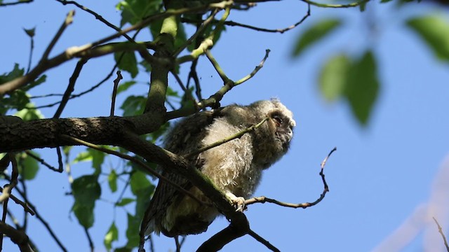 Long-eared Owl - ML250839371