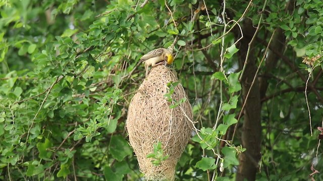 Baya Weaver - ML250839621