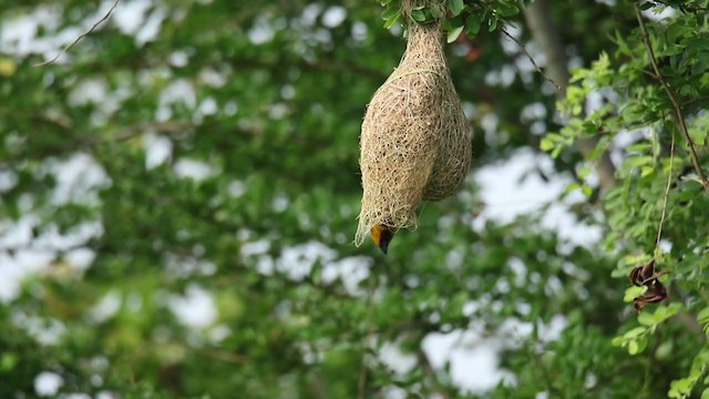 Baya Weaver - ML250839651