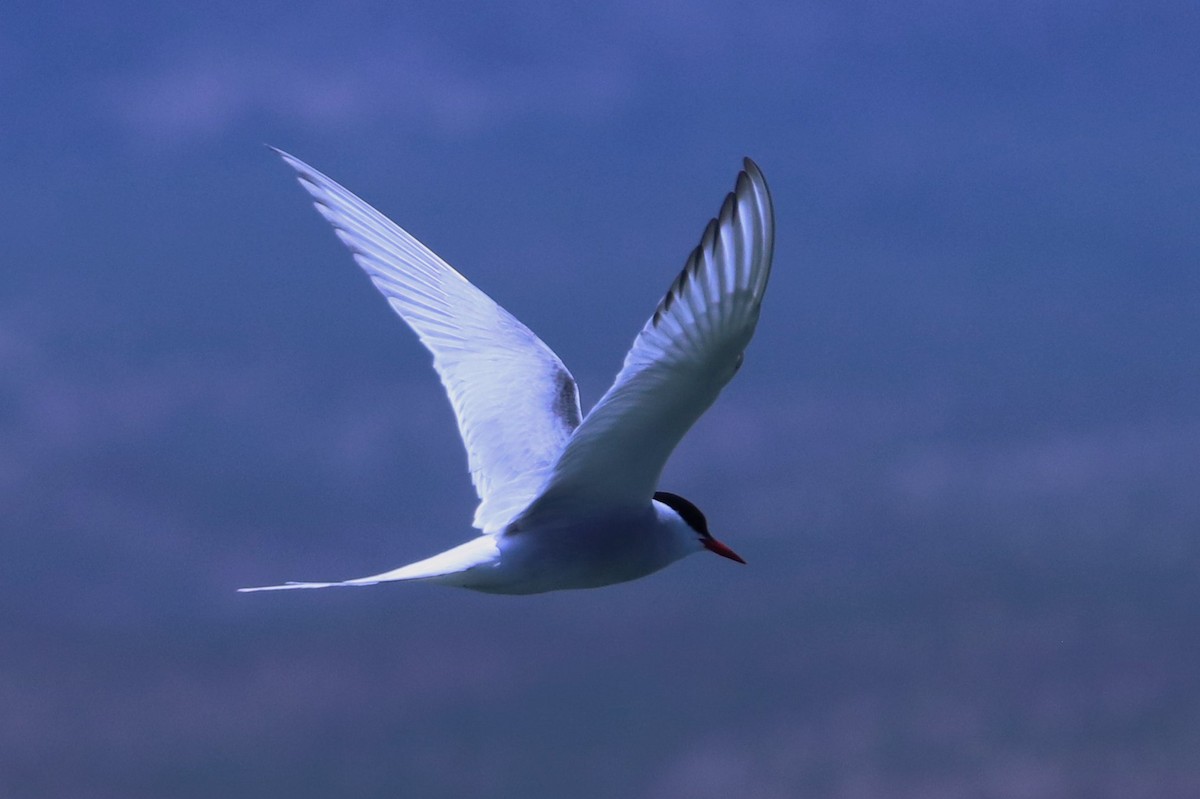 Arctic Tern - ML250839721