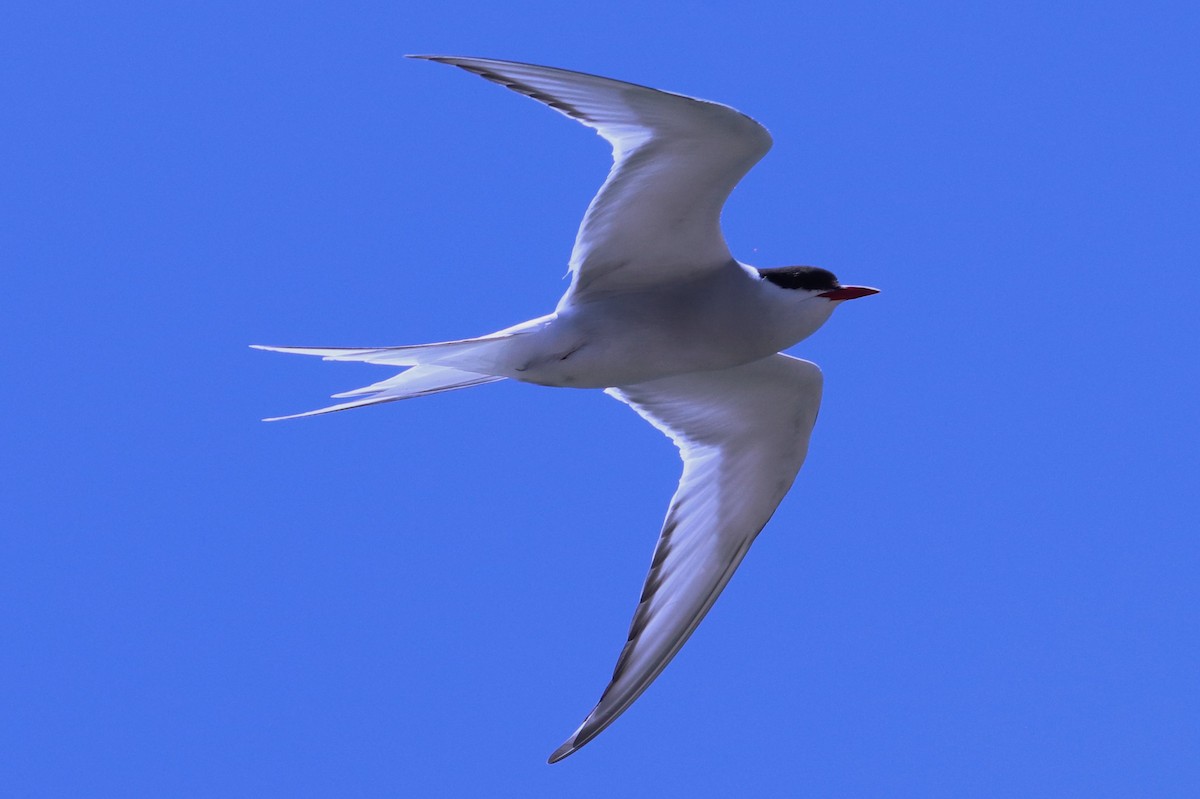 Arctic Tern - ML250839751