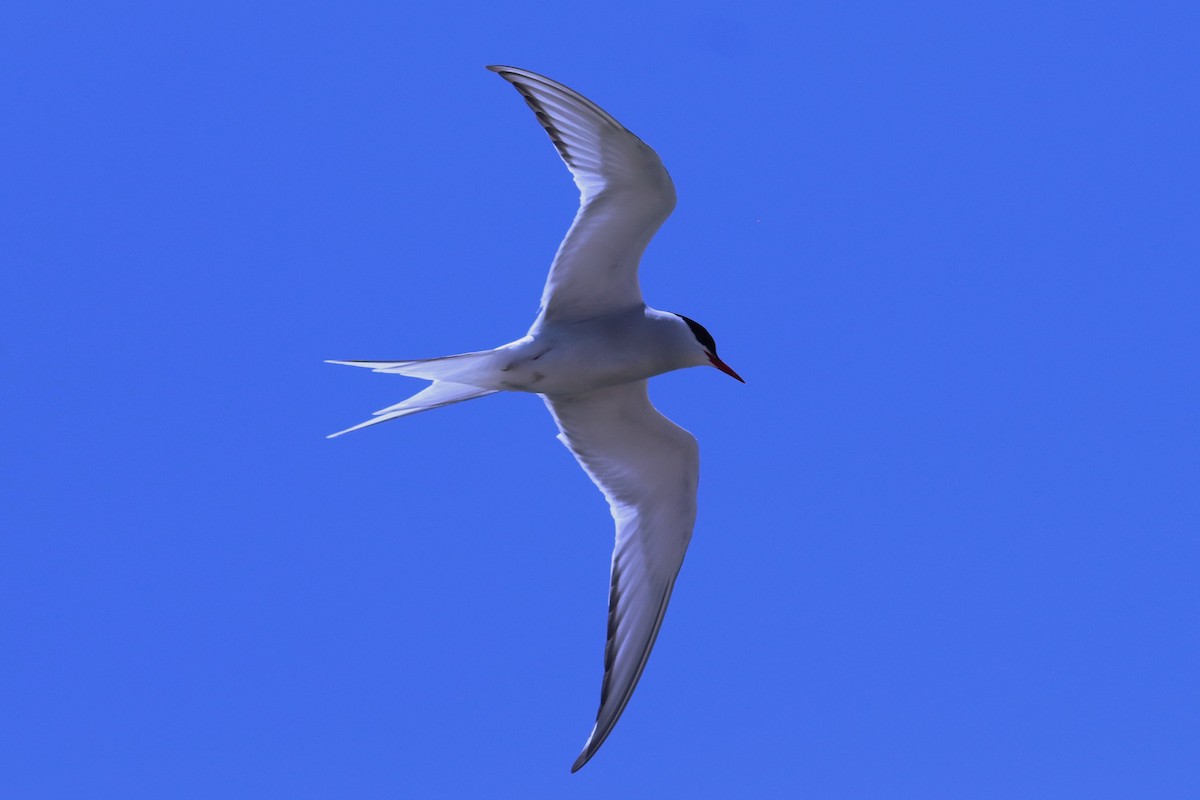 Arctic Tern - ML250839811