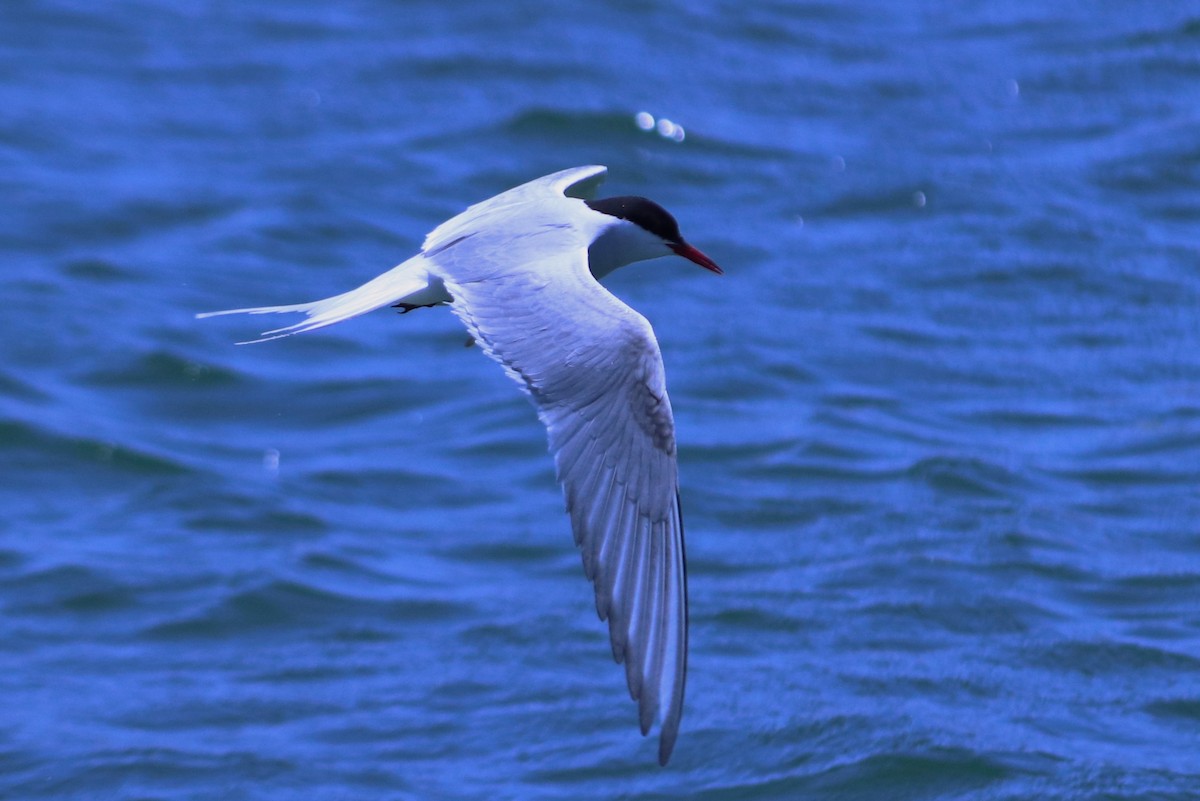 Arctic Tern - Andrew Core