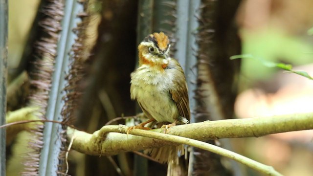 halsbåndfulvetta - ML250840211