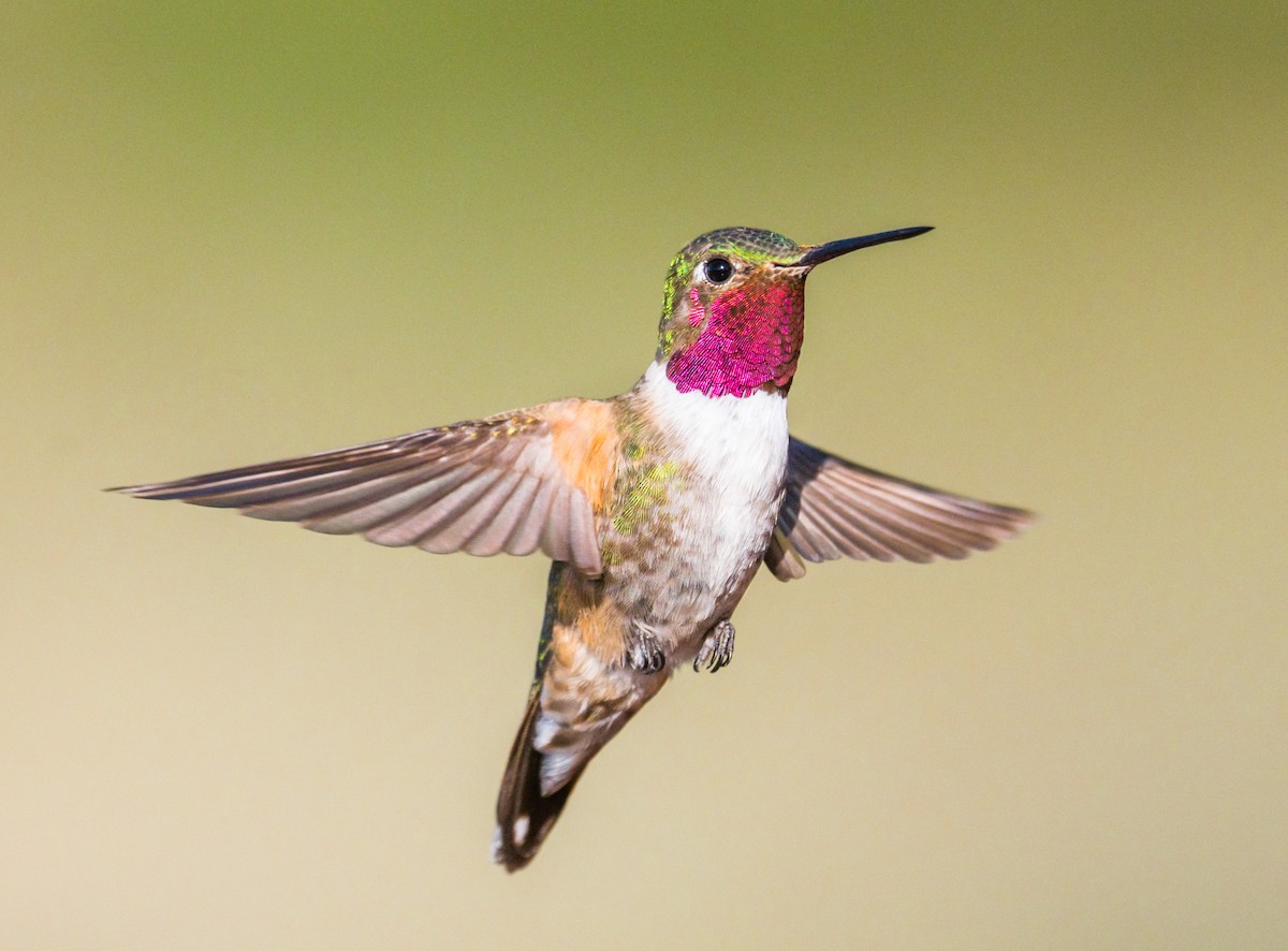 Broad-tailed Hummingbird - ML250840331