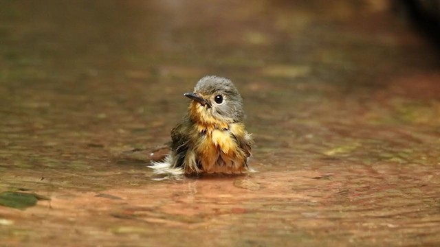 Hill Blue Flycatcher - ML250840641