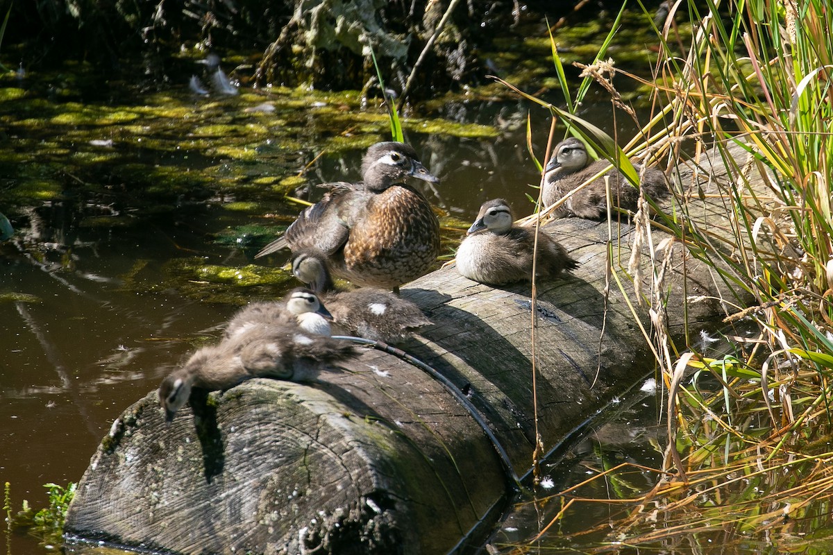 Wood Duck - ML250840711